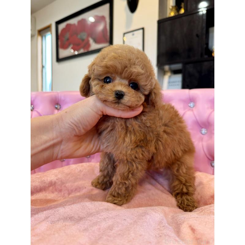 成約済の茨城県のタイニープードル-437309の1枚目