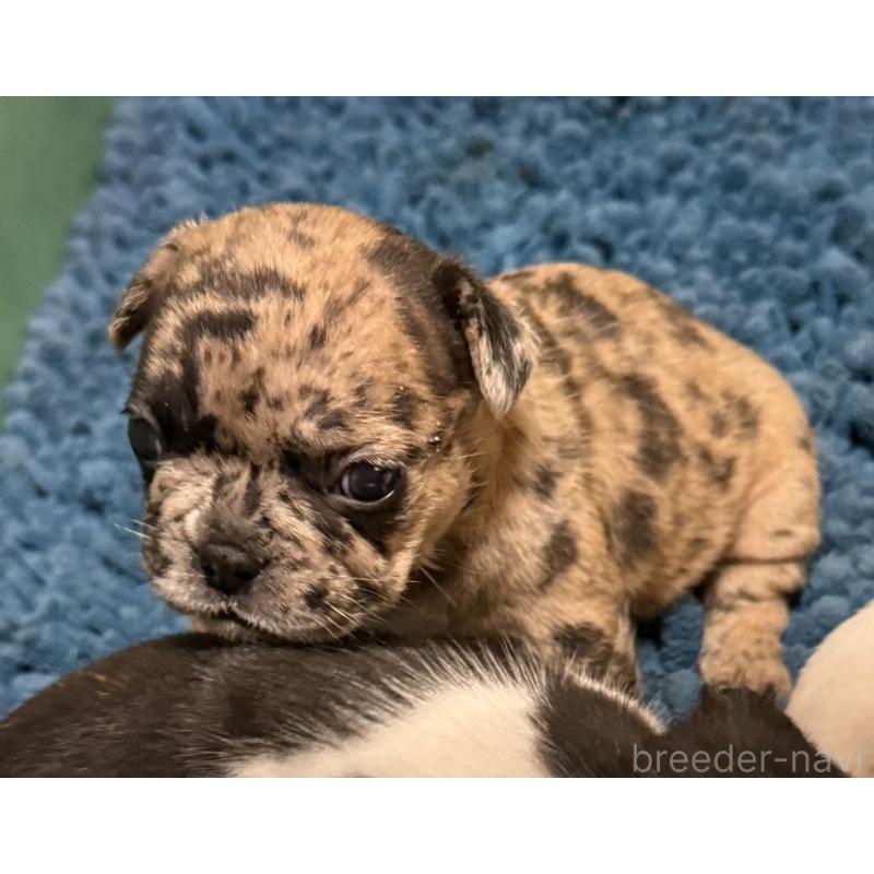 販売中の沖縄県のフレンチブルドッグ-437311の4枚目