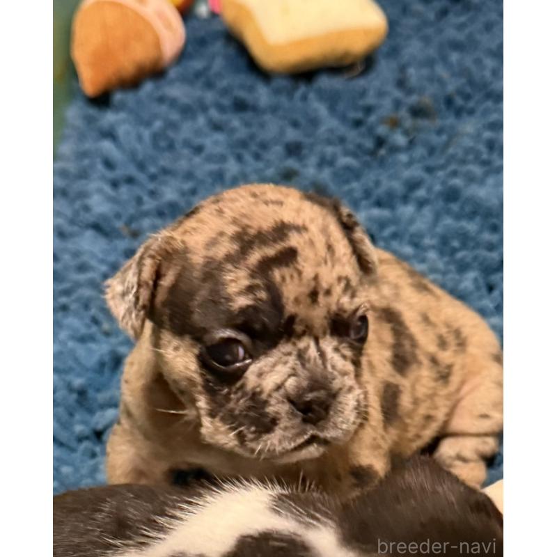 販売中の沖縄県のフレンチブルドッグ-437311の3枚目