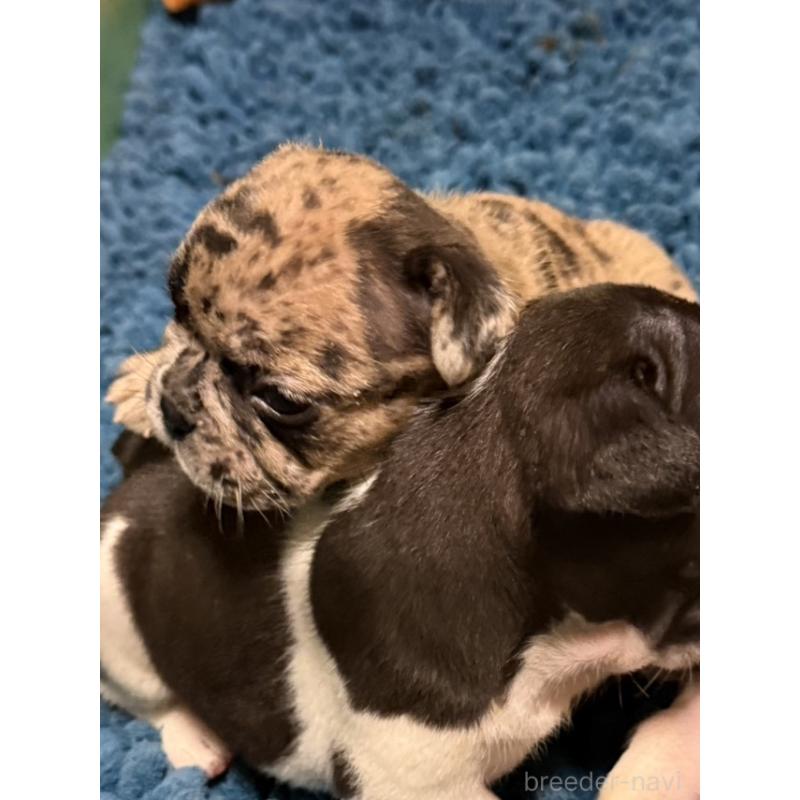 販売中の沖縄県のフレンチブルドッグ-437311の2枚目