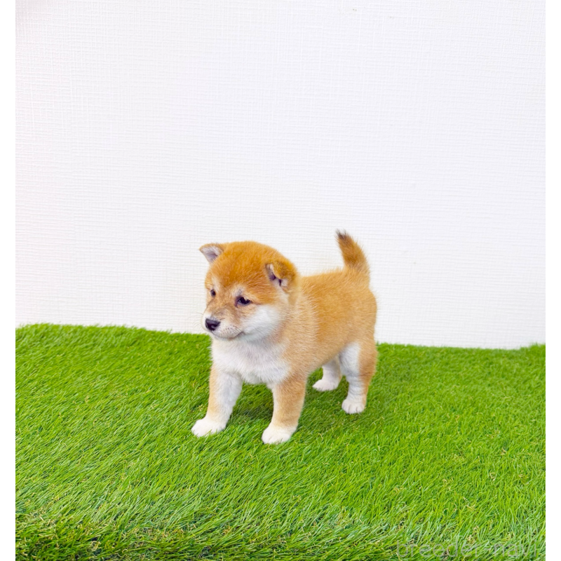 商談中の広島県の豆柴-437312の8枚目