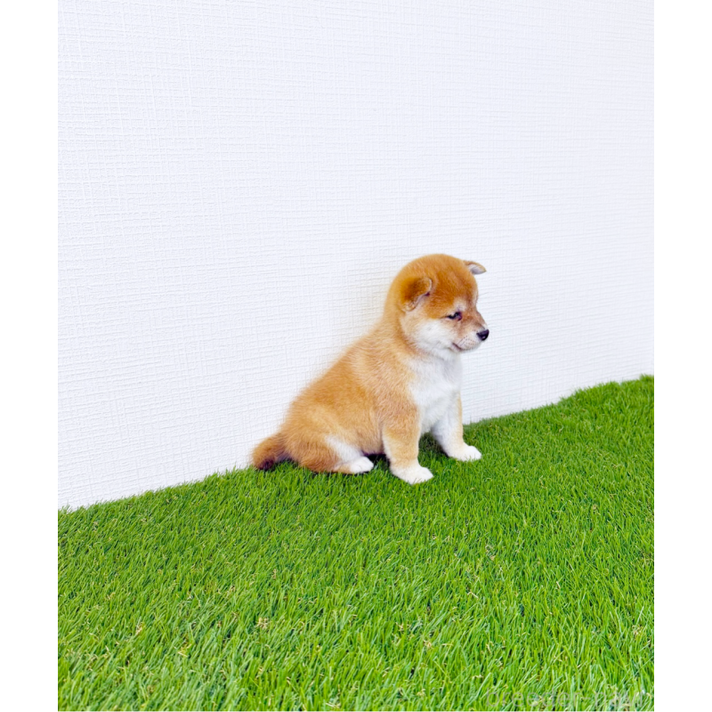 商談中の広島県の豆柴-437312の7枚目