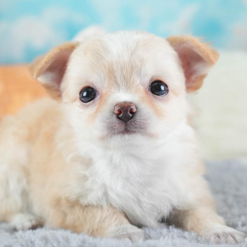 販売中の埼玉県のチワワ(ロングコート)-437465