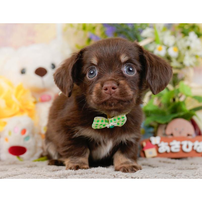 販売中の神奈川県のチワックス:チワワ×ミニチュアダックスフンド-437752の15枚目