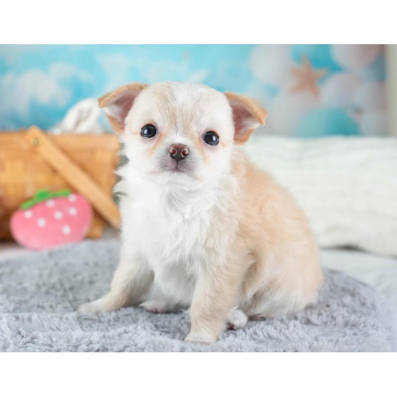 販売中の埼玉県のチワワ(ロングコート)-437465の11枚目