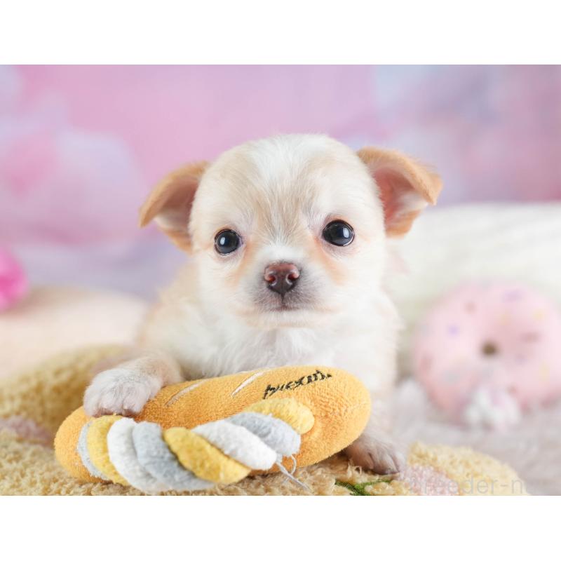 販売中の埼玉県のチワワ(ロングコート)-437465の10枚目