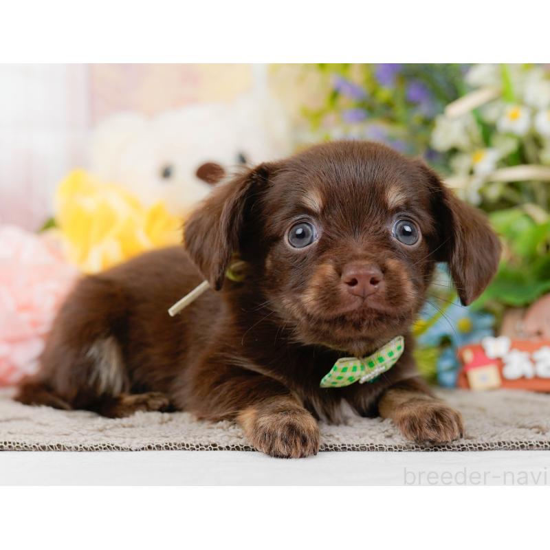 販売中の神奈川県のチワックス:チワワ×ミニチュアダックスフンド-437752の14枚目