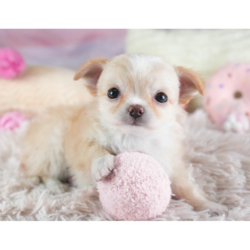 販売中の埼玉県のチワワ(ロングコート)-437465の9枚目