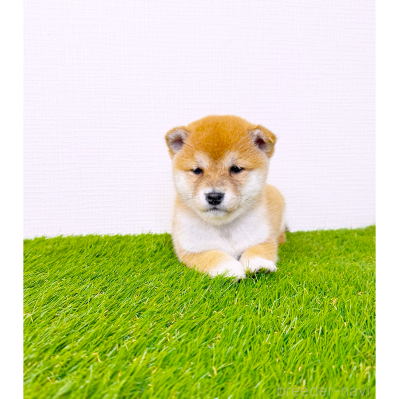 商談中の広島県の豆柴-437312の5枚目