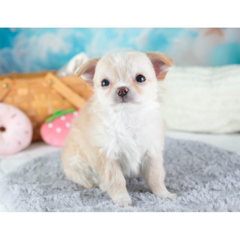 販売中の埼玉県のチワワ(ロングコート)-437465の8枚目