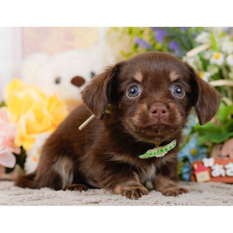 販売中の神奈川県のチワックス:チワワ×ミニチュアダックスフンド-437752の12枚目