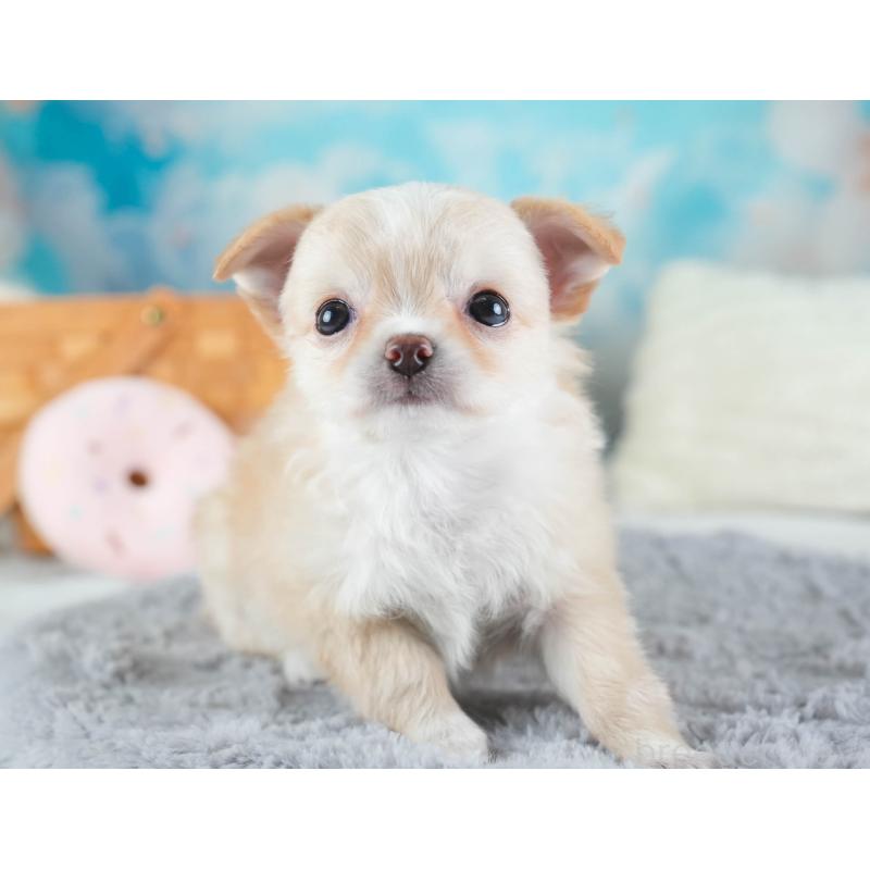 販売中の埼玉県のチワワ(ロングコート)-437465の6枚目