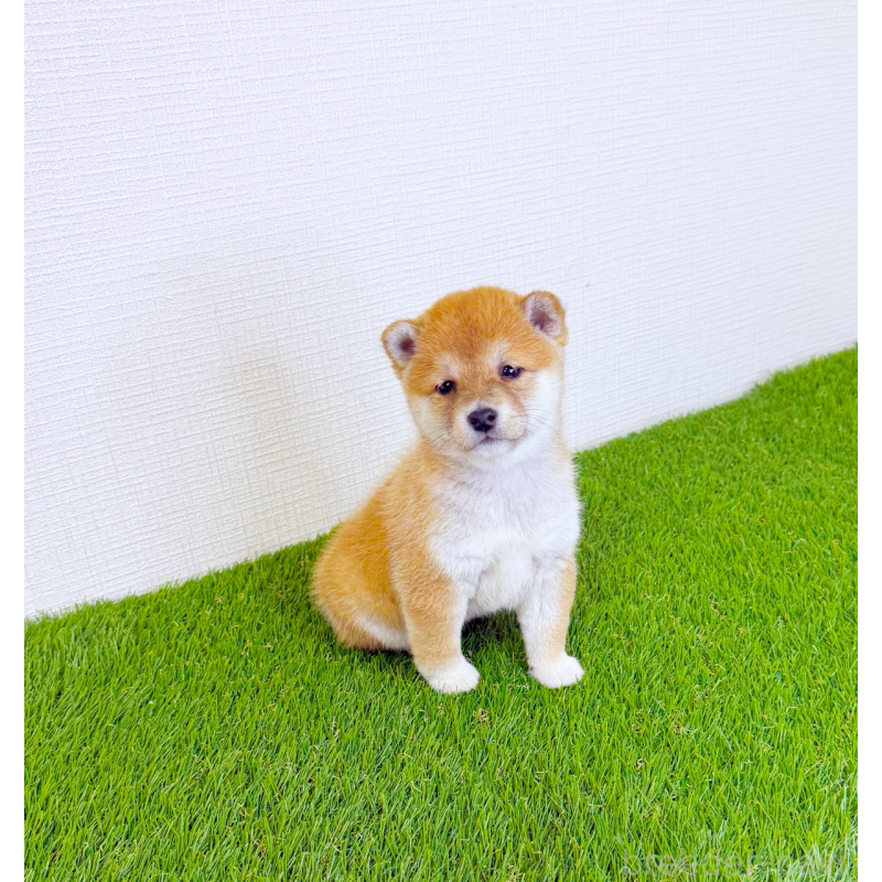 商談中の広島県の豆柴-437312の4枚目