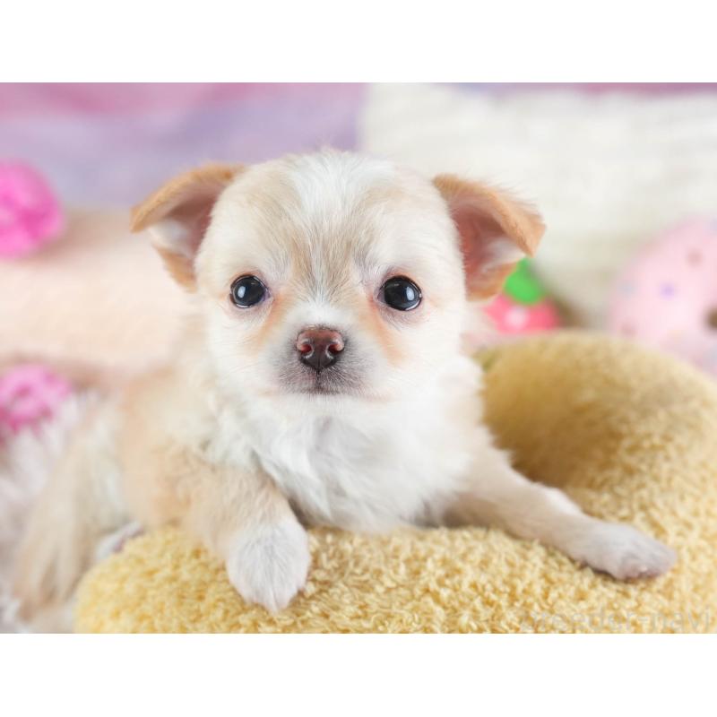 販売中の埼玉県のチワワ(ロングコート)-437465の5枚目