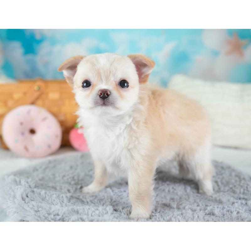 販売中の埼玉県のチワワ(ロングコート)-437465の4枚目