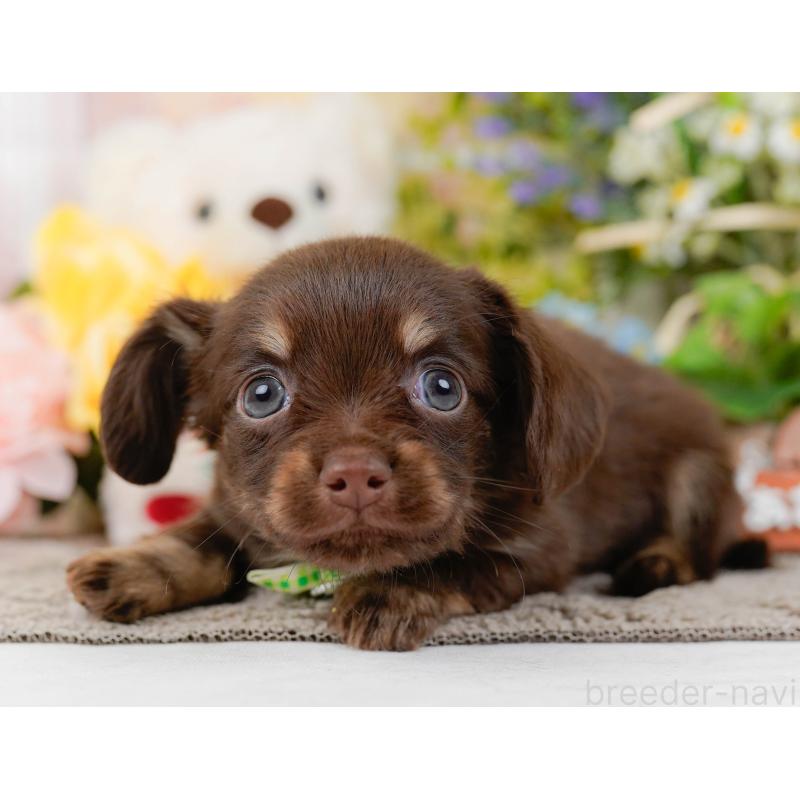 販売中の神奈川県のチワックス:チワワ×ミニチュアダックスフンド-437752の11枚目