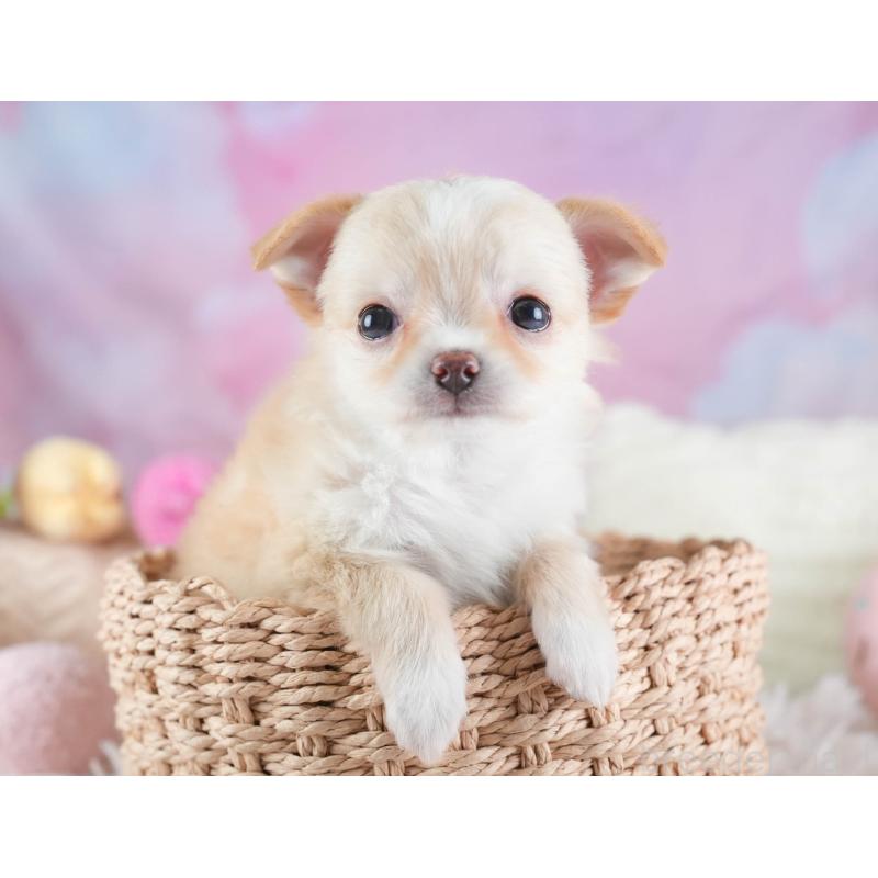 販売中の埼玉県のチワワ(ロングコート)-437465の3枚目