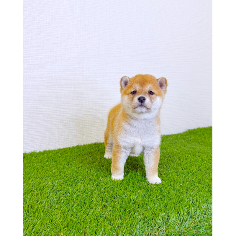 商談中の広島県の豆柴-437312の3枚目