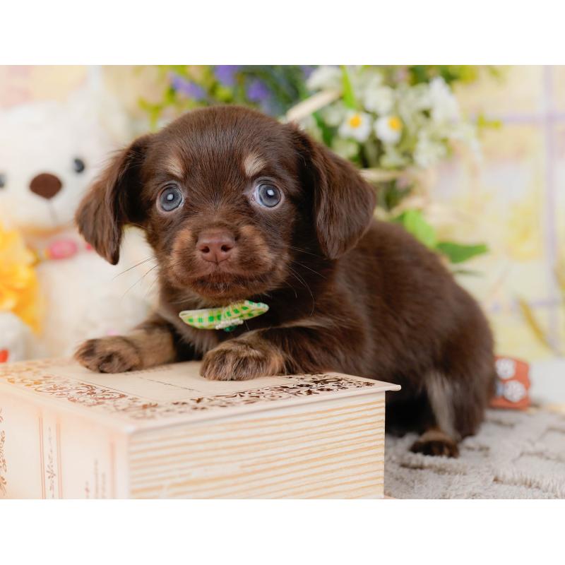 販売中の神奈川県のチワックス:チワワ×ミニチュアダックスフンド-437752の10枚目