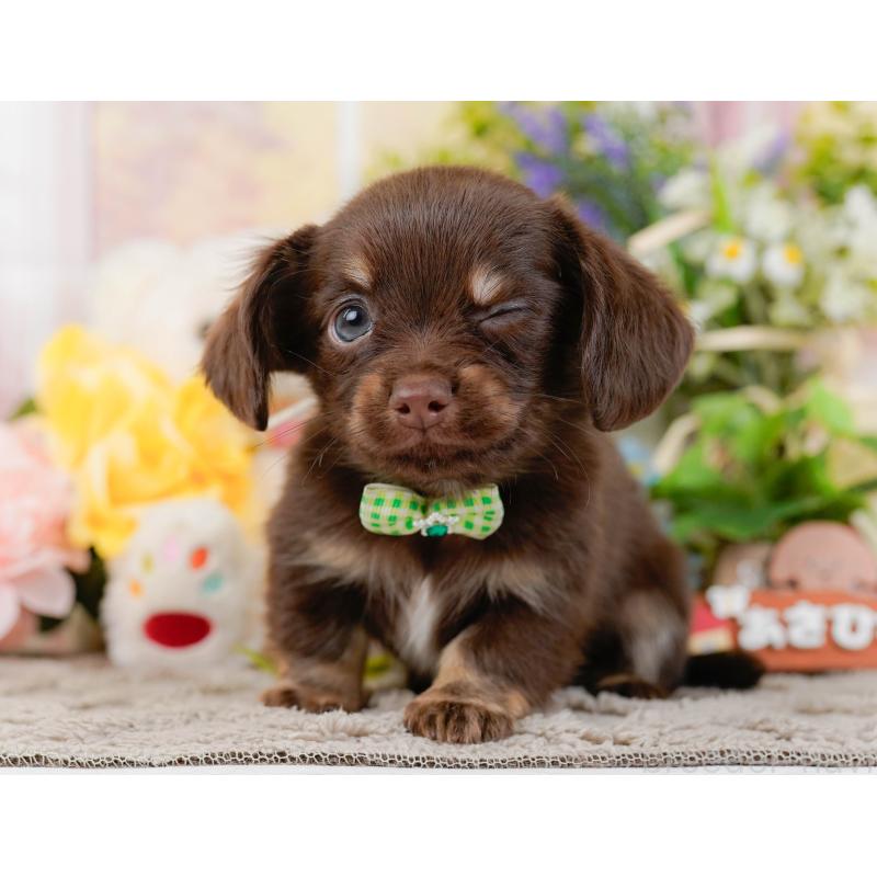 販売中の神奈川県のチワックス:チワワ×ミニチュアダックスフンド-437752の9枚目