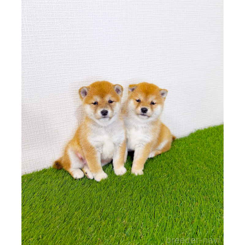 商談中の広島県の豆柴-437312の2枚目