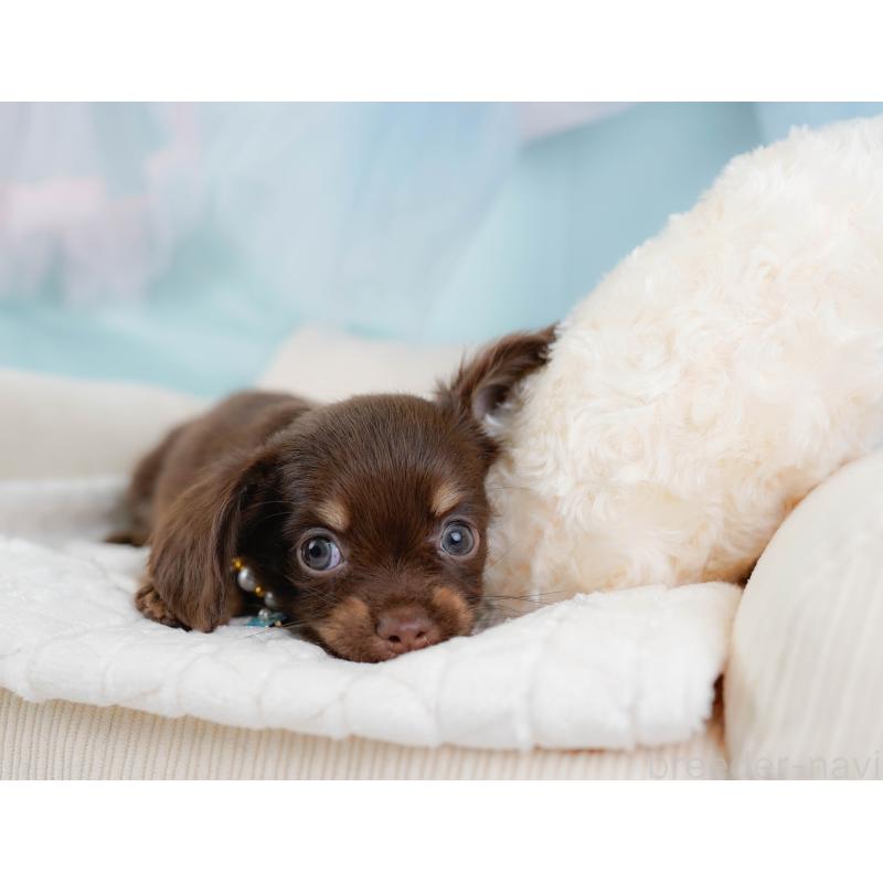 販売中の神奈川県のチワックス:チワワ×ミニチュアダックスフンド-437752の8枚目