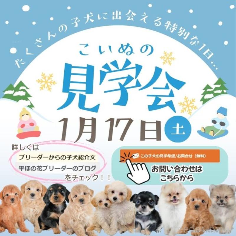 販売中の埼玉県のチワワ(ロングコート)-437463の17枚目