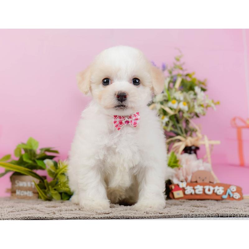 販売中の神奈川県のビションフリーゼ-437745の15枚目