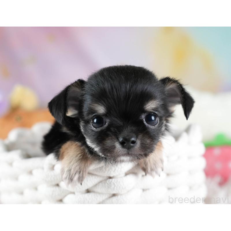 販売中の埼玉県のチワワ(ロングコート)-437463の10枚目