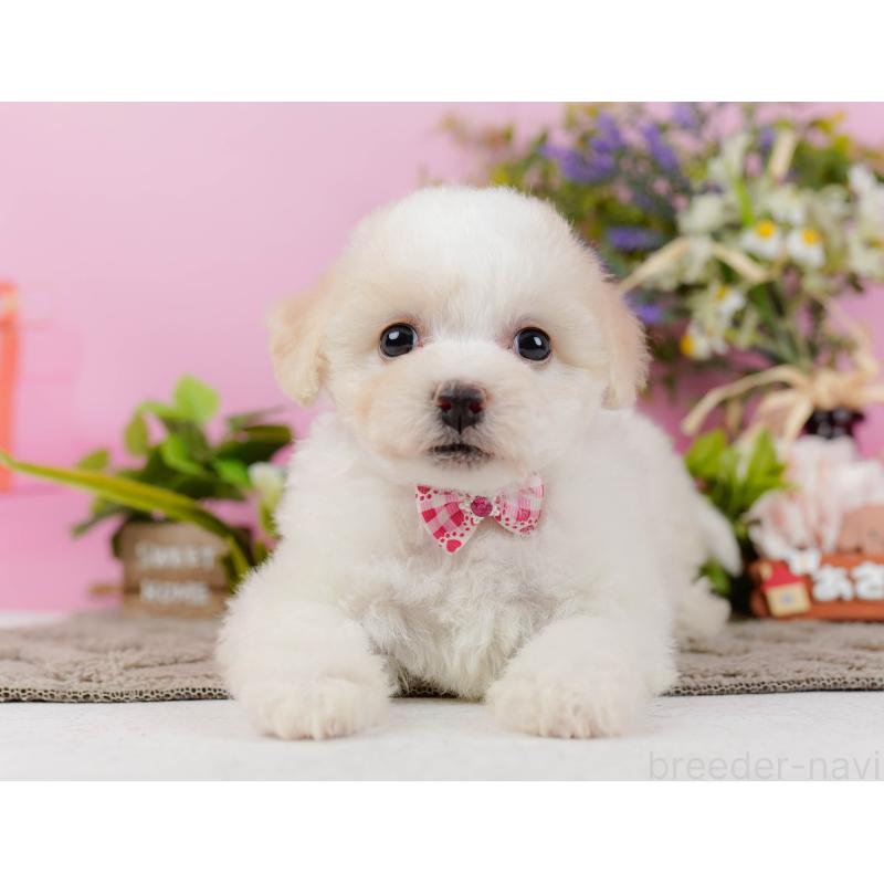 販売中の神奈川県のビションフリーゼ-437745の14枚目