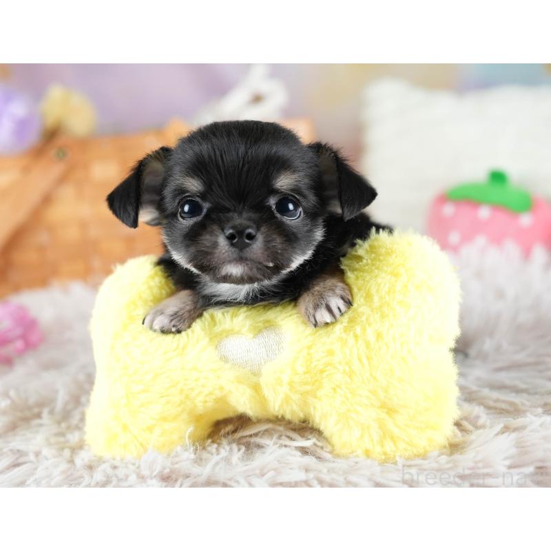 販売中の埼玉県のチワワ(ロングコート)-437463の9枚目