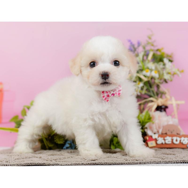 販売中の神奈川県のビションフリーゼ-437745の13枚目