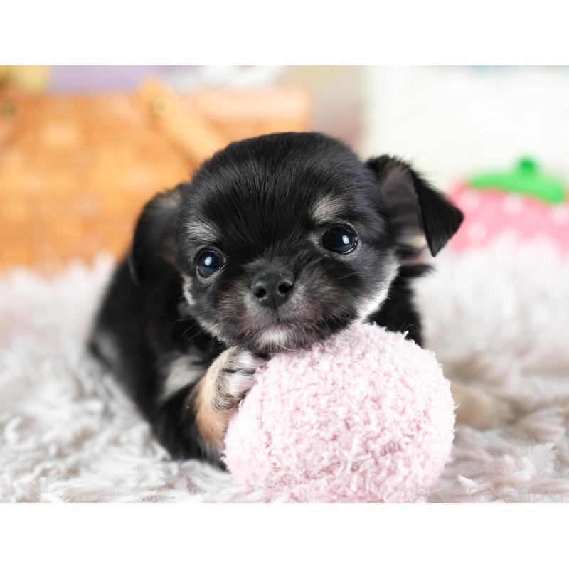 販売中の埼玉県のチワワ(ロングコート)-437463の8枚目