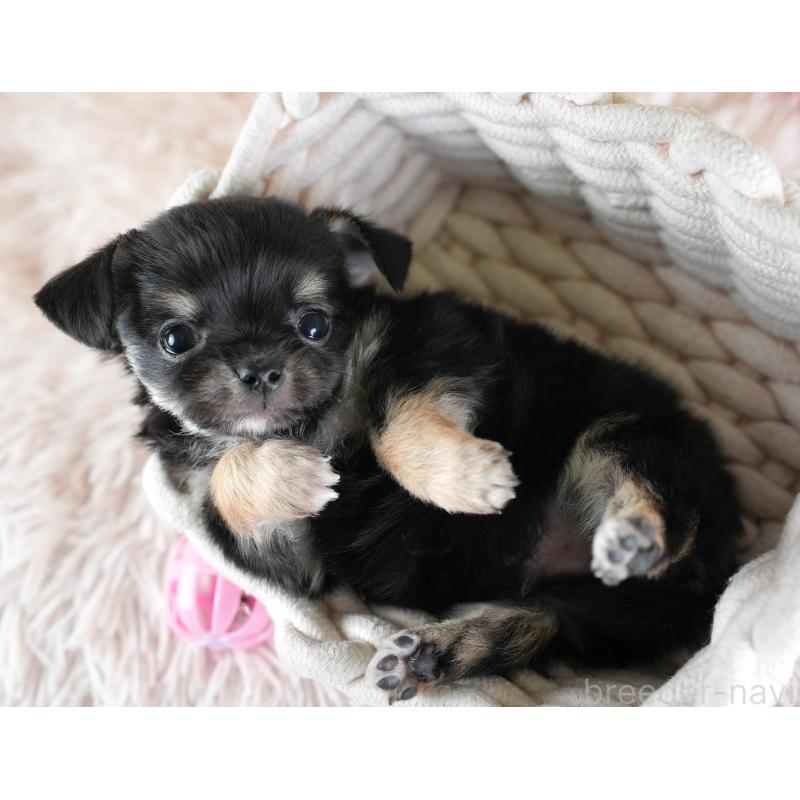 販売中の埼玉県のチワワ(ロングコート)-437463の7枚目