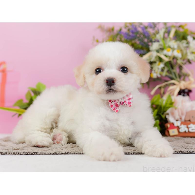 販売中の神奈川県のビションフリーゼ-437745の12枚目