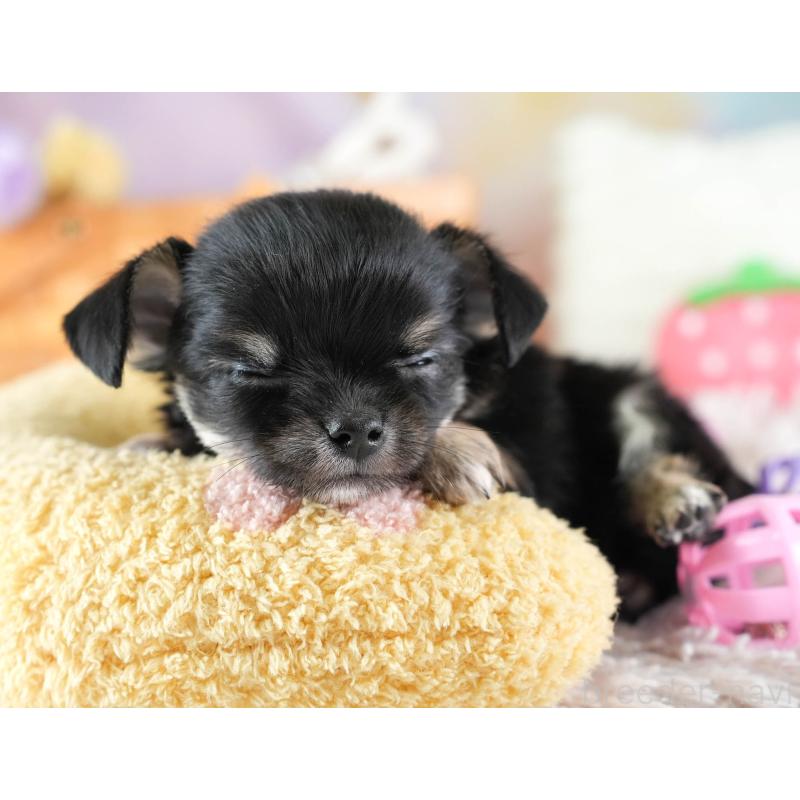 販売中の埼玉県のチワワ(ロングコート)-437463の6枚目