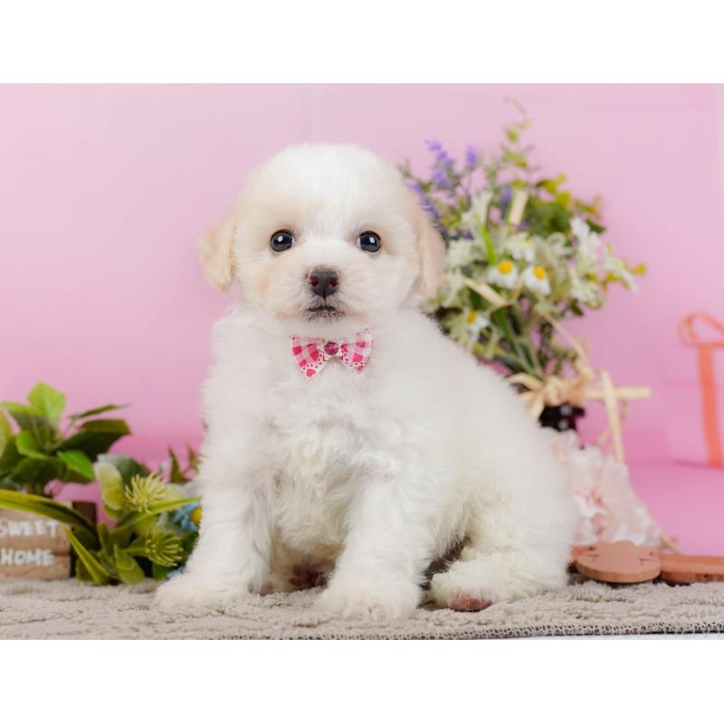 販売中の神奈川県のビションフリーゼ-437745の11枚目