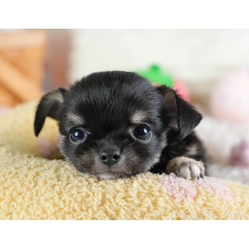 販売中の埼玉県のチワワ(ロングコート)-437463の5枚目