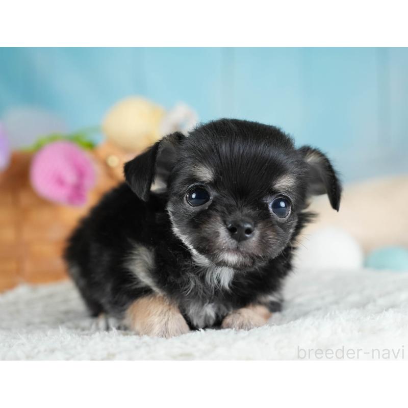 販売中の埼玉県のチワワ(ロングコート)-437463の4枚目