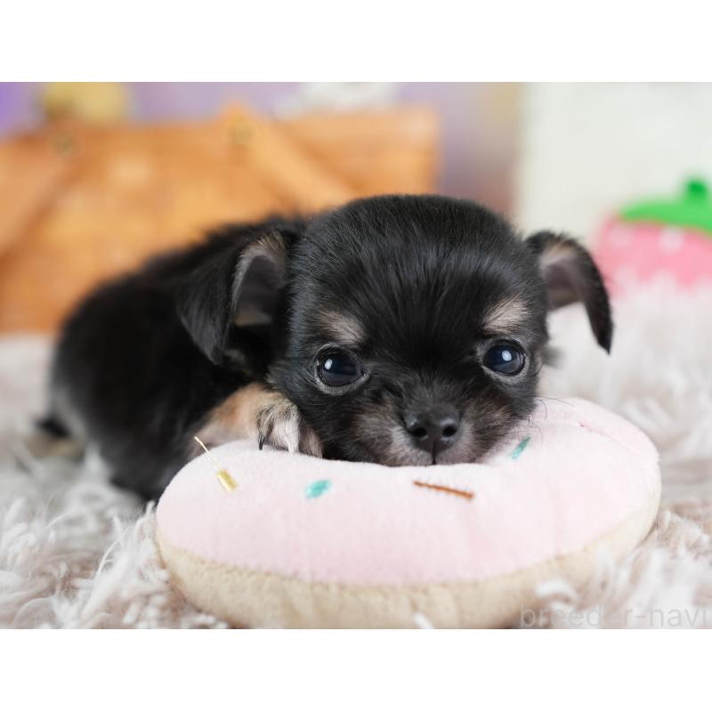 販売中の埼玉県のチワワ(ロングコート)-437463の3枚目