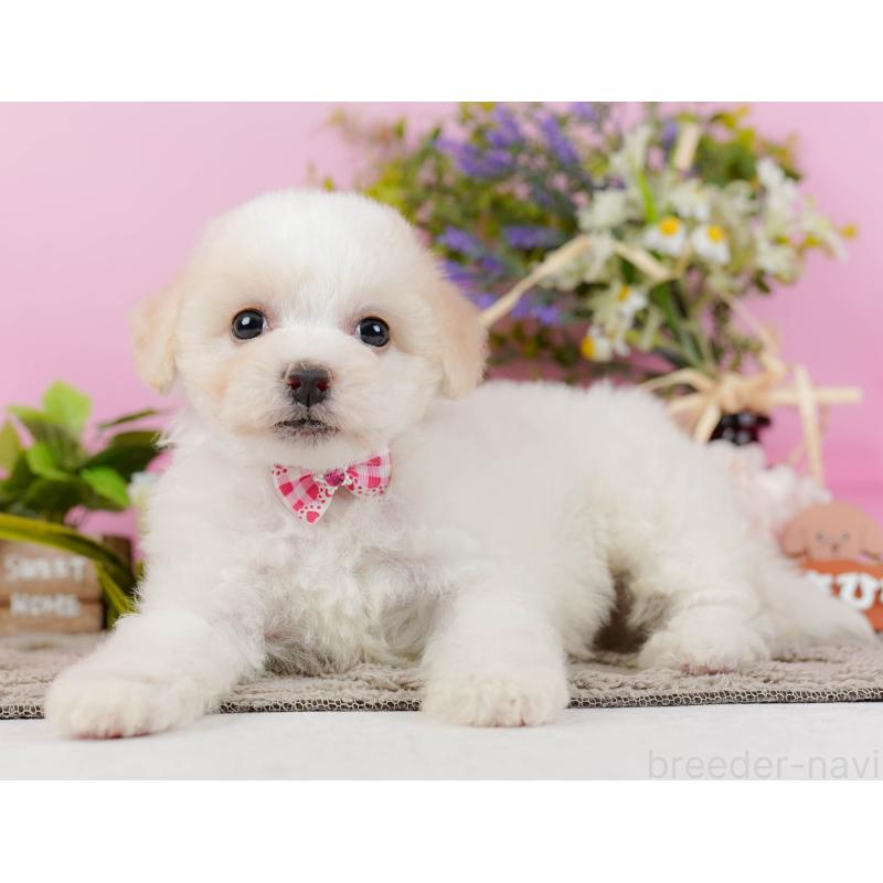 販売中の神奈川県のビションフリーゼ-437745の10枚目