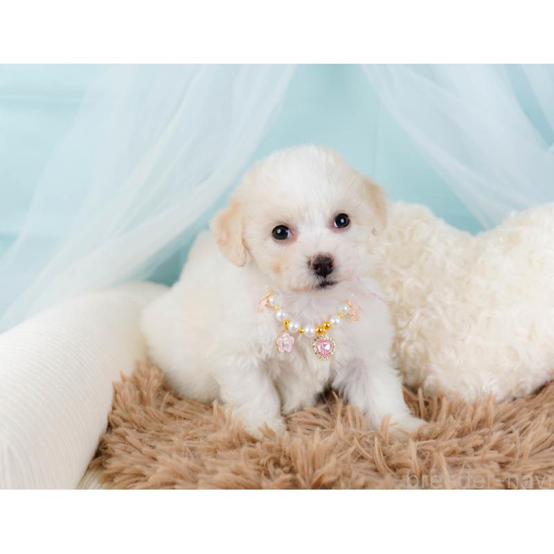 販売中の神奈川県のビションフリーゼ-437745の8枚目