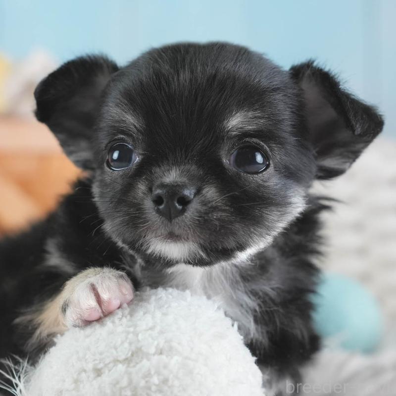 販売中の埼玉県のチワワ(ロングコート)-437462