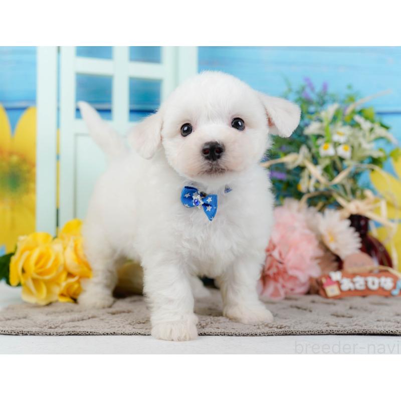 販売中の神奈川県のビションフリーゼ-437744の15枚目