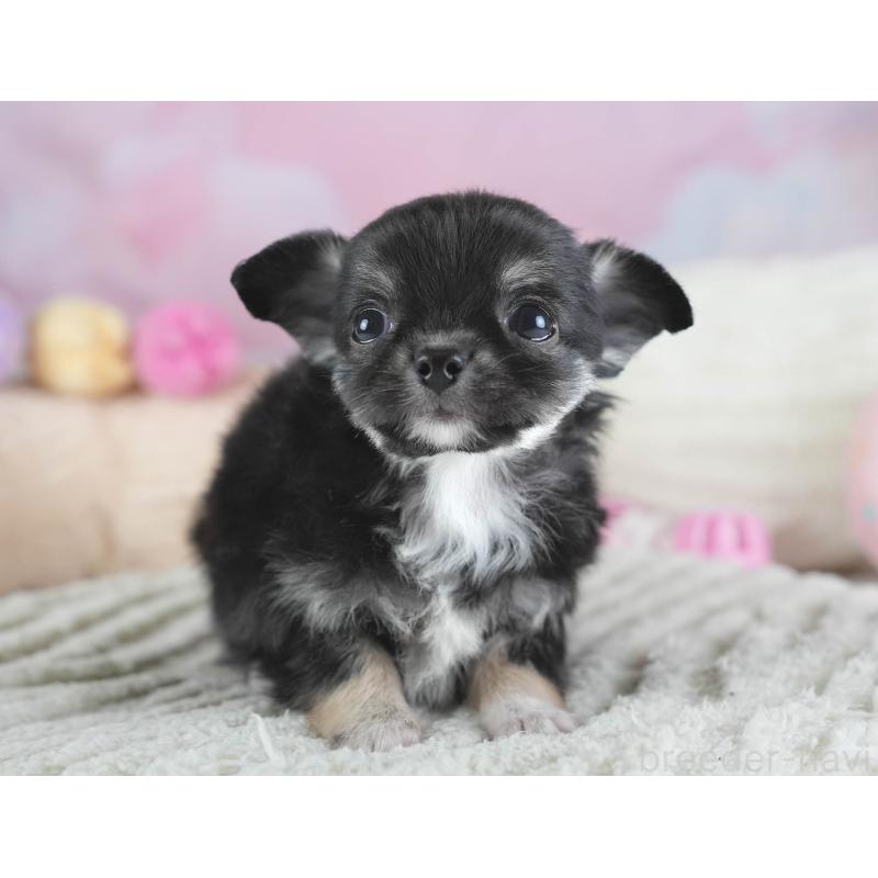 販売中の埼玉県のチワワ(ロングコート)-437462の12枚目