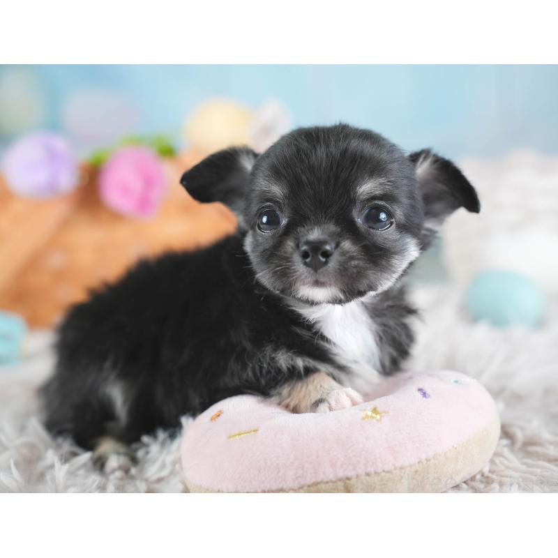 販売中の埼玉県のチワワ(ロングコート)-437462の11枚目