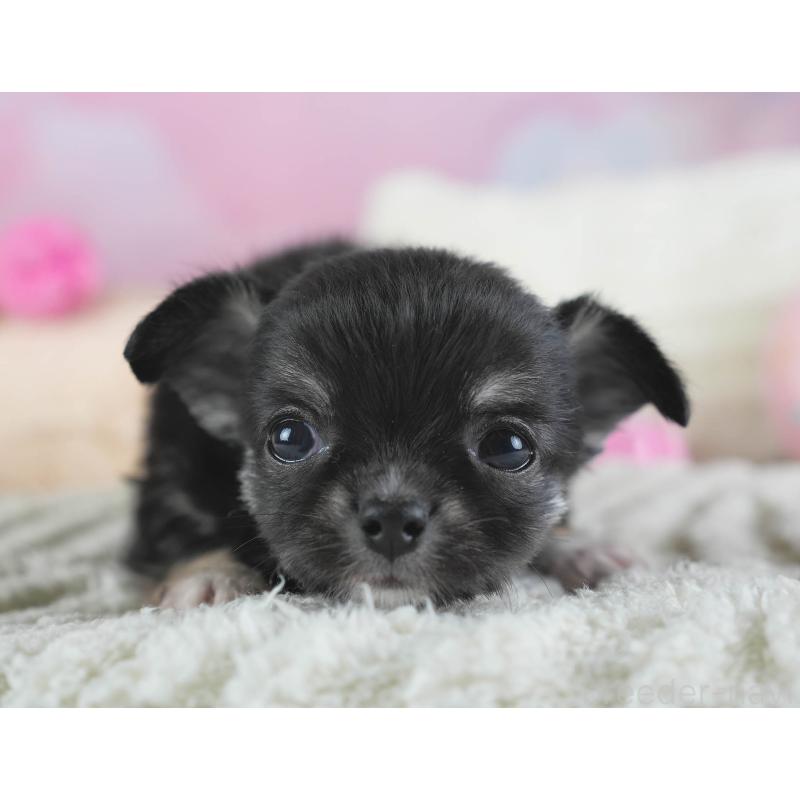 販売中の埼玉県のチワワ(ロングコート)-437462の10枚目