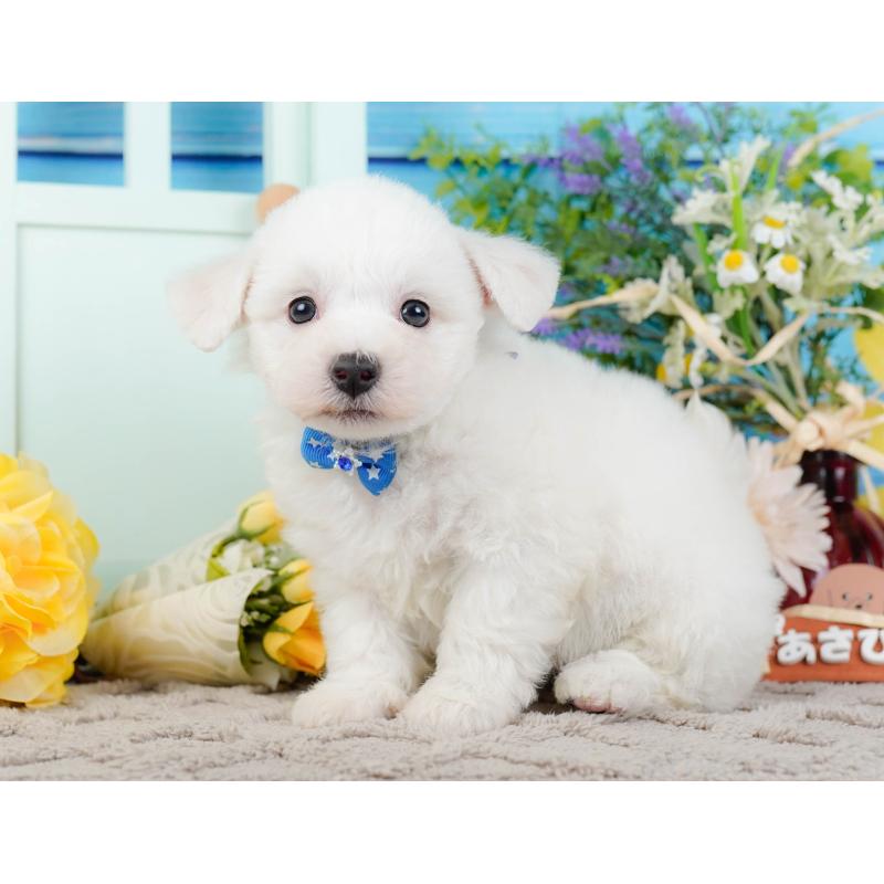 販売中の神奈川県のビションフリーゼ-437744の14枚目