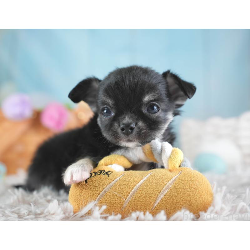 販売中の埼玉県のチワワ(ロングコート)-437462の9枚目