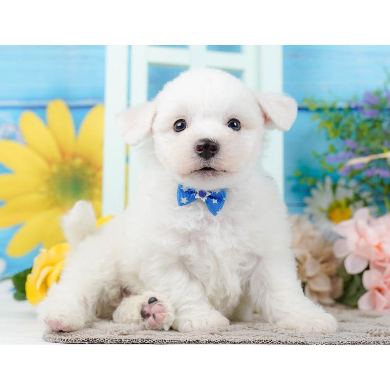 販売中の神奈川県のビションフリーゼ-437744の13枚目